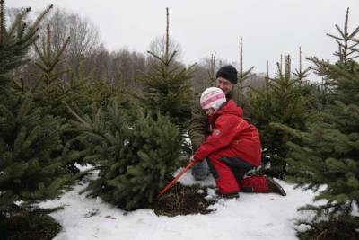 Названа цена новогодней елки в Украине