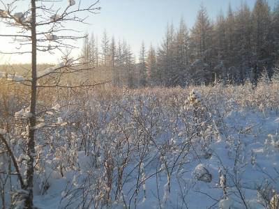 «Роснефть» вложилась в изучение сибирских лесов