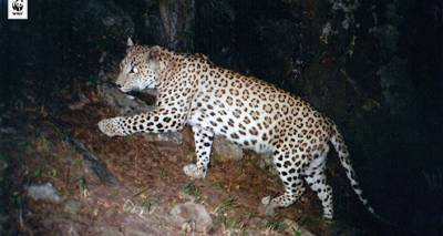 "Защитник Сюникских гор" – на видео WWF попал кавказский леопард