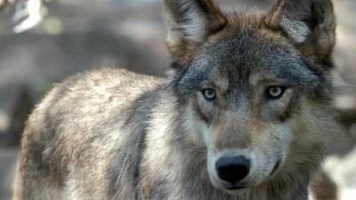 Ветеринарное объединение извинилось за публикацию фотографии убитого волка