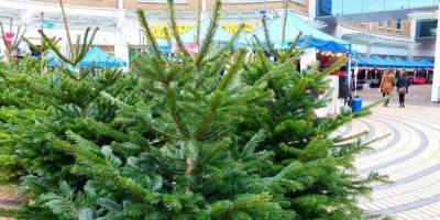 Подготовка к праздникам: стало известно, во сколько украинцам обойдется новогодняя елка