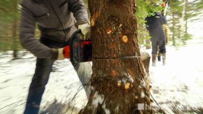 В Приморье чиновники самовольно распоряжались лесными массивами