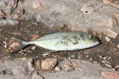 Росрыболовство будет оперативно сообщать МЧС о гибели рыбы в водоёмах
