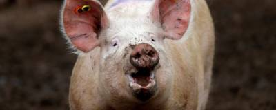 Больные чумой омские свиньи доедали еду коронавирусных больных