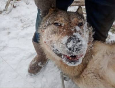 В Емве поймали 90-килограммового волка