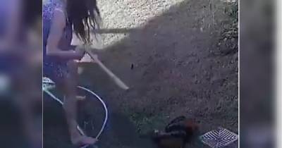 Женщина отбила у питона щенка рулоном бумаги – драматическое видео