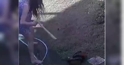 Женщина отбила у питона щенка рулоном бумаги драматическое видео