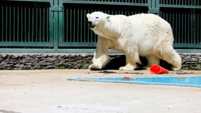 Торт и арбуз: в Московском зоопарке отметили 30-летие медведя Врангеля