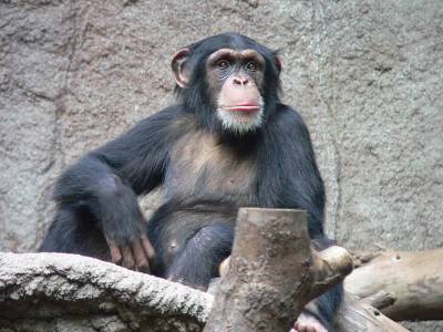 В зоопарке Таллина шимпанзе самостоятельно помыл свой вольер - Cursorinfo: главные новости Израиля