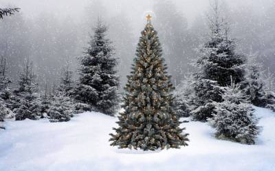 В лесничествах Ленобласти можно бесплатно срубить елку к Новому году