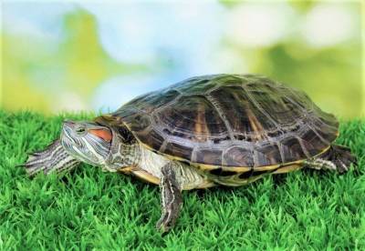 Домашние любимцы: как ухаживать за сухопутной черепахой, содержащейся дома