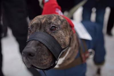 В столичном районе Сокольники до 1 февраля объявили карантин из-за бешенства собаки