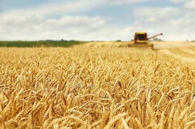 Мировые цены на пшеницу рухнули из-за России и Австралии