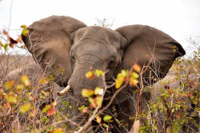 Самый одинокий слон на планете впервые за 8 лет пообщался с сородичем