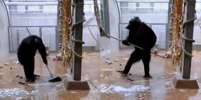 Работники Таллинского зоопарка забыли швабру в вольере у шимпанзе. Тогда животное затеяло генеральную уборку! — видео