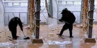 Работники Таллинского зоопарка забыли швабру в вольере у шимпанзе. Тогда животное затеяло генеральную уборку! видео