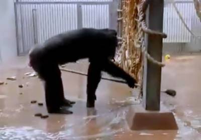В зоопарке Таллинна шимпанзе устроила генеральную уборку в своем вольере: милое видео