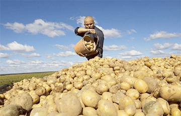 Семашко в шоке: Брянская область собрала картошки больше, чем вся Беларусь