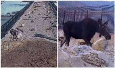 «Это работает!»: дикие животные переходят через мост в штате Юта (12 фото + 1 видео)