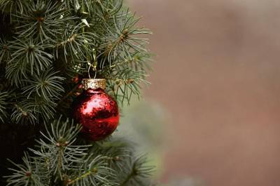 В Ростове начнут продавать елки, которые можно посадить после нового года