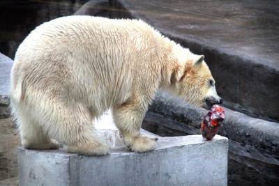 Белого медведя Врангеля из Московского зоопарка поздравили с днем рождения