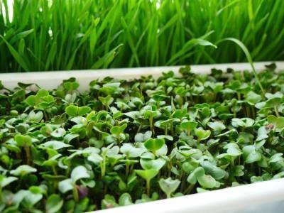 6 способов быстро вырастить микрозелень