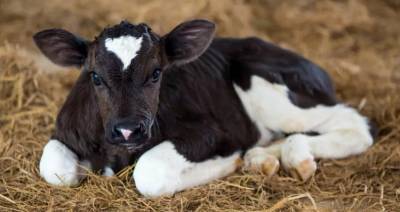 Беларусь ограничивает поставки скота из региона Хорватии