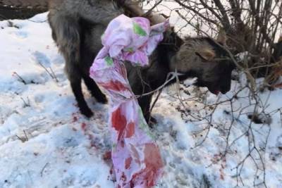 В Ярославле спасателям собак пришлось спасать козу