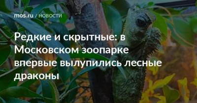 Редкие и скрытные: в Московском зоопарке впервые вылупились лесные драконы