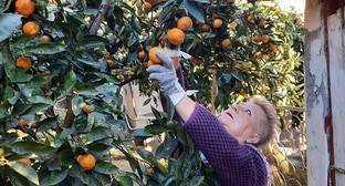 Абхазские фермеры пожаловались на трудности при продаже мандаринов в Россию