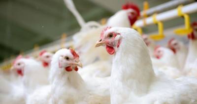 Беларусь ограничивает ввоз птицы из регионов Великобритании, Польши, Франции, Украины из-за птичьего гриппа
