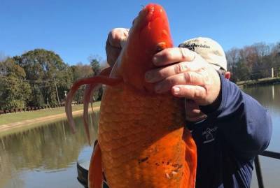 В США нашли огромную золотую рыбку