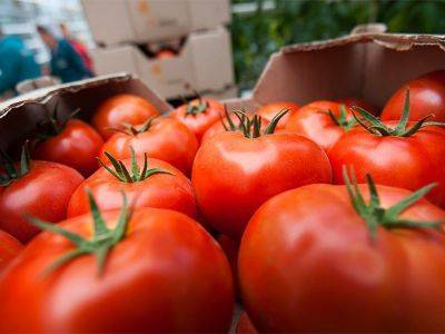 Запретив ввоз томатов из Азербайджана, чиновники надеются на внутренний рынок