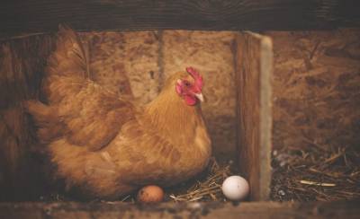 В регионе начнется производство инкубационного яйца