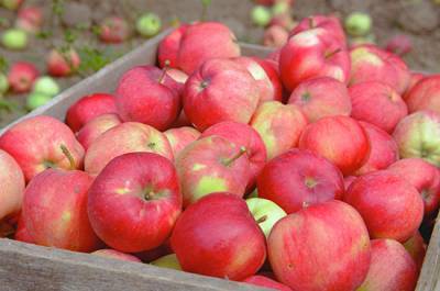 В России начал действовать запрет на ввоз томатов и яблок из Азербайджана
