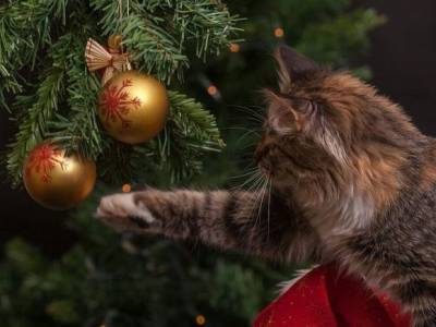 Эксперт рассказала, как отвадить кошку от новогодней елки