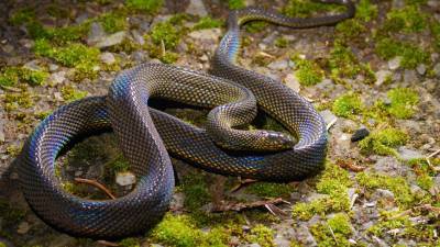 Новый вид «радужных» змей нашли в лесах Вьетнама
