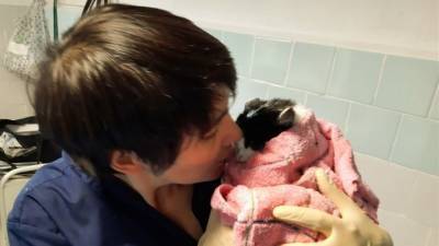 Новосибирские ветеринары спасли котенка с пулей в голове