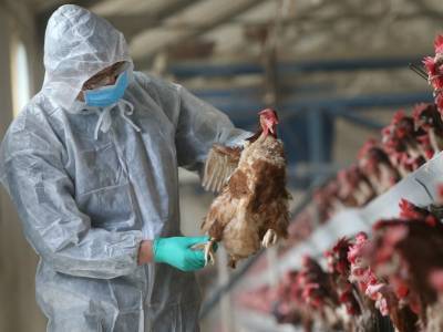 На птицефабрике под Астраханью обнаружили птичий грипп