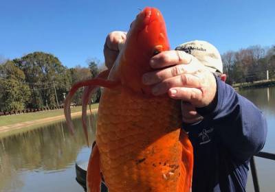 Более 4 килограммов: в США поймали огромную золотую рыбку – фото