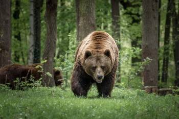Бурого медведя пересчитали в Вологодской области