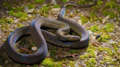 Новый вид радужных змей нашли в лесах Вьетнама