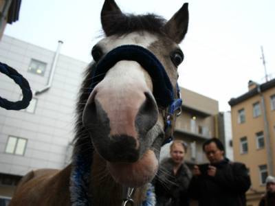 В Петербурге лошадь откусила мужчине часть носа
