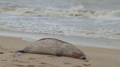 На побережье Каспийского моря в Дагестане выбросило туши тюленей.