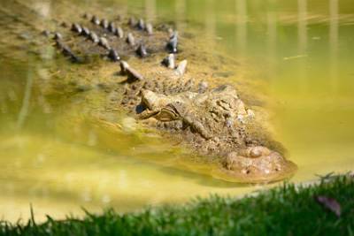 Крокодил убил стиравшую белье женщину на глазах у ее матери