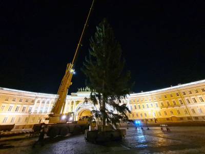 Петербуржцам не понравилась живая ель, которую установили на Дворцовой