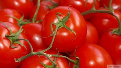 Квота на импорт турецких помидоров может быть пересмотрена Минсельхозом РФ