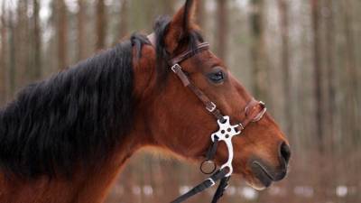 Фото петербуржца, которому лошадь откусила кончик носа (18+)