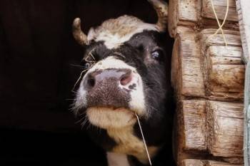 В Вологодском районе названа причина массовой гибели коров