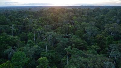 В лесах Амазонии обнаружили древние деревни в форме циферблатов